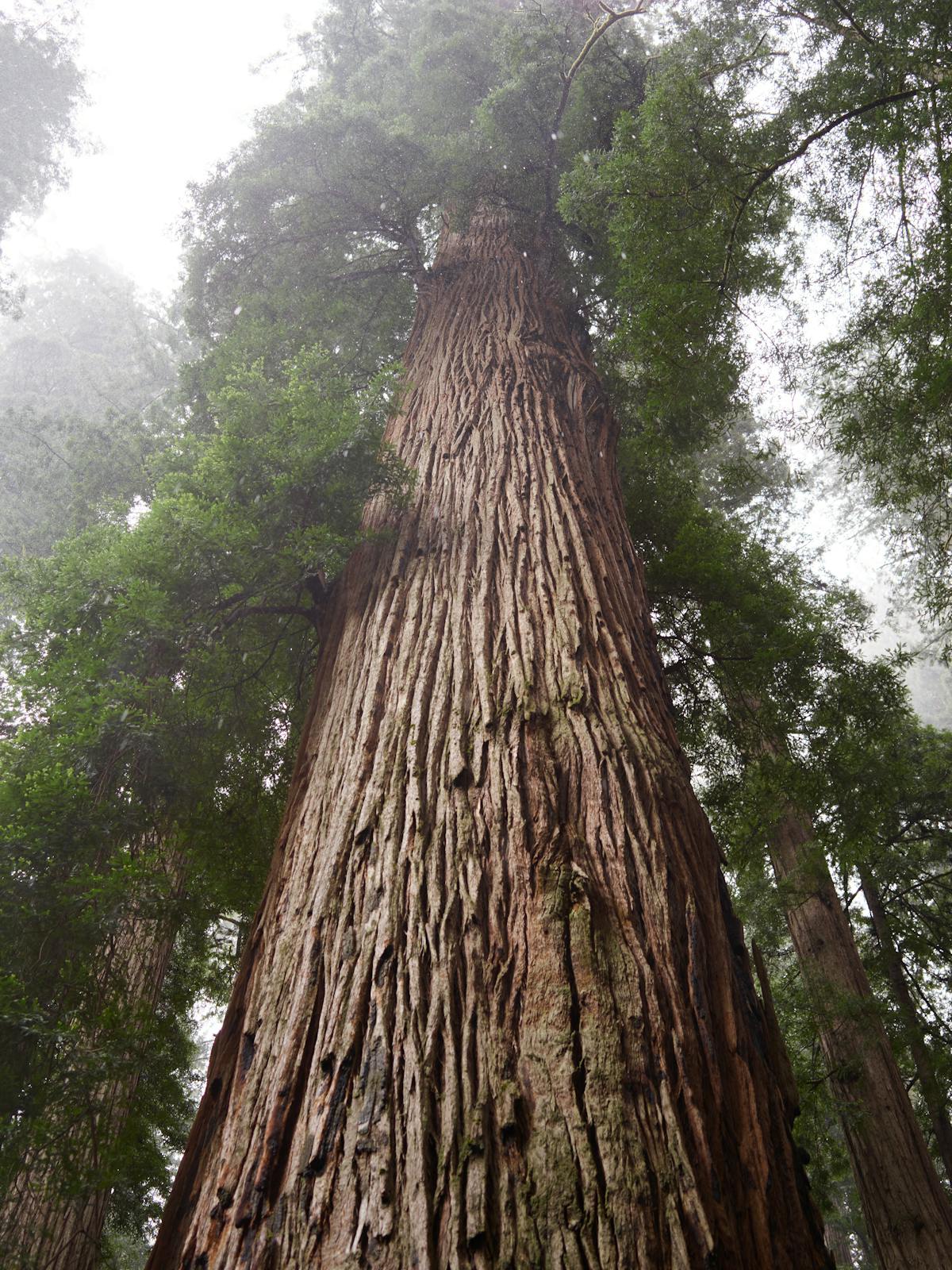 Captivating view from base of towering redwood trees enveloped in mist.