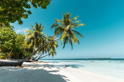 a tropical beach with palm trees and clear water