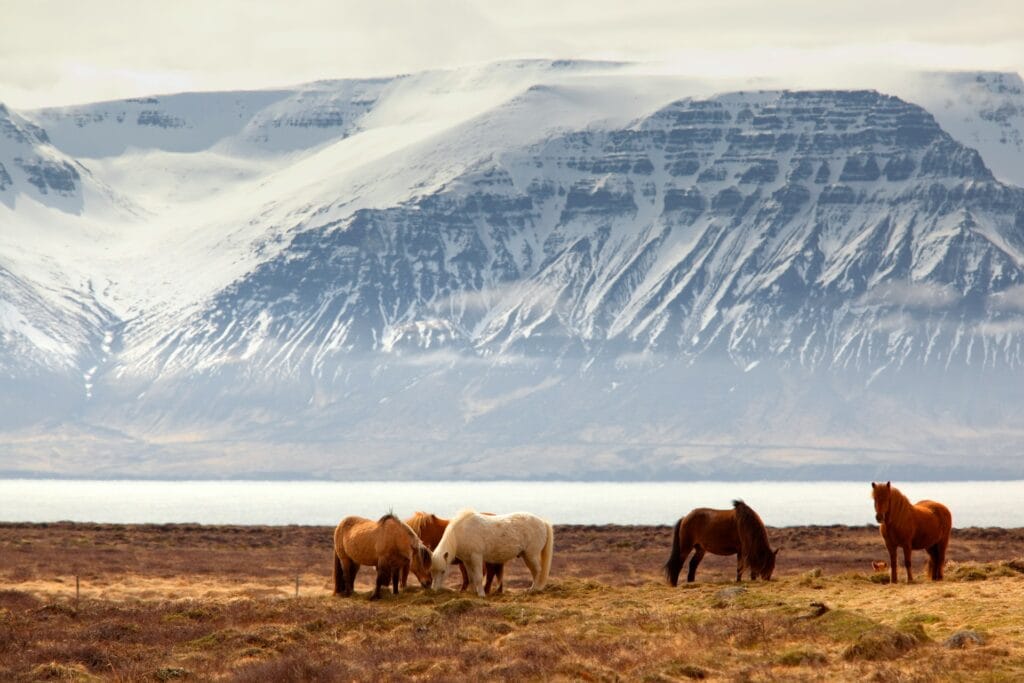photography of five assorted-color horses on grass field in front of mountain