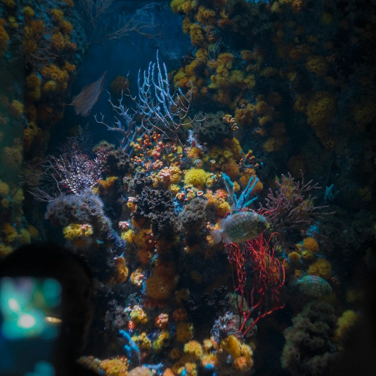 a large aquarium filled with lots of colorful corals
