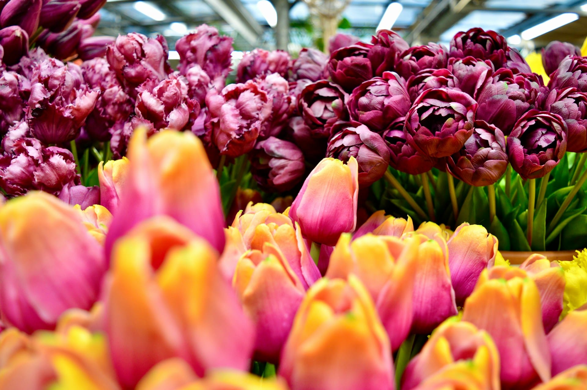 red tulips in bloom during daytime