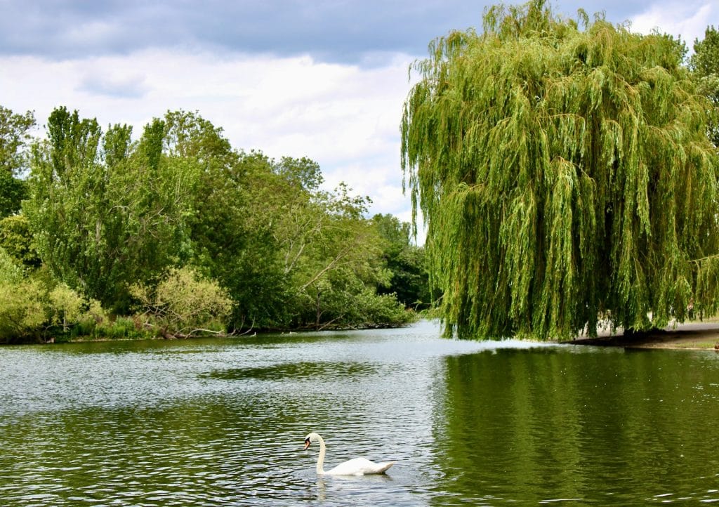 a white swan swimming in a lake next to a tree