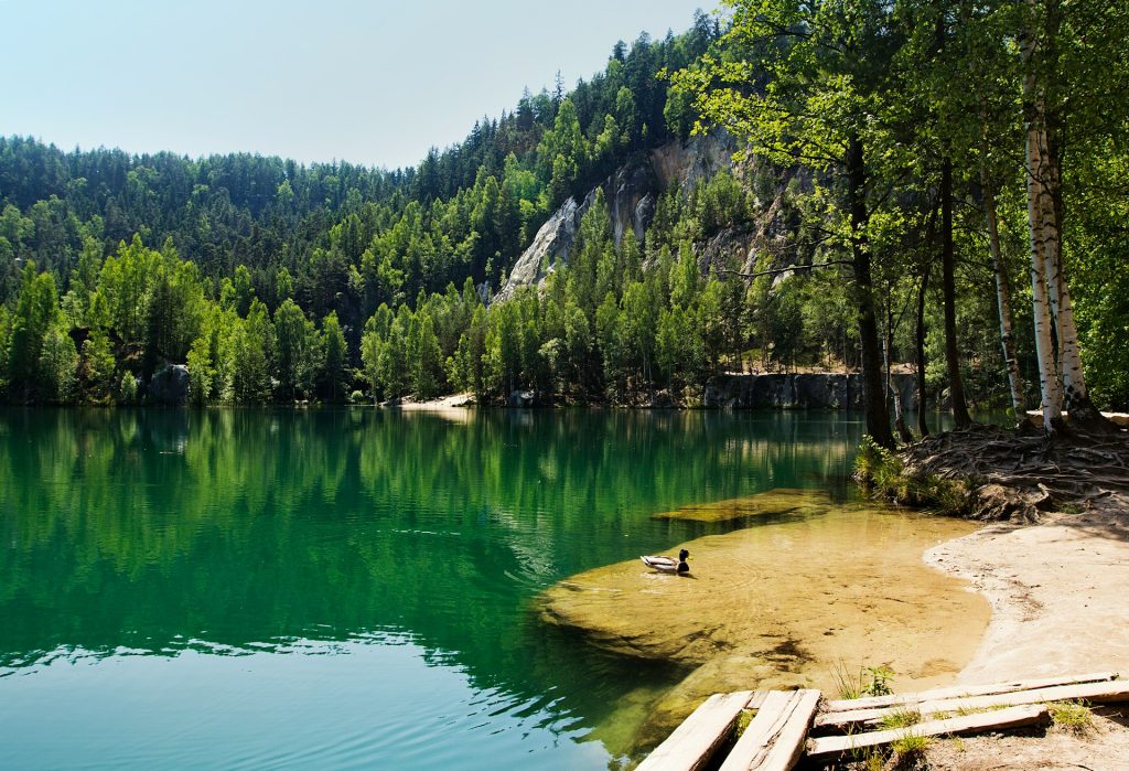 A body of water surrounded by a forest