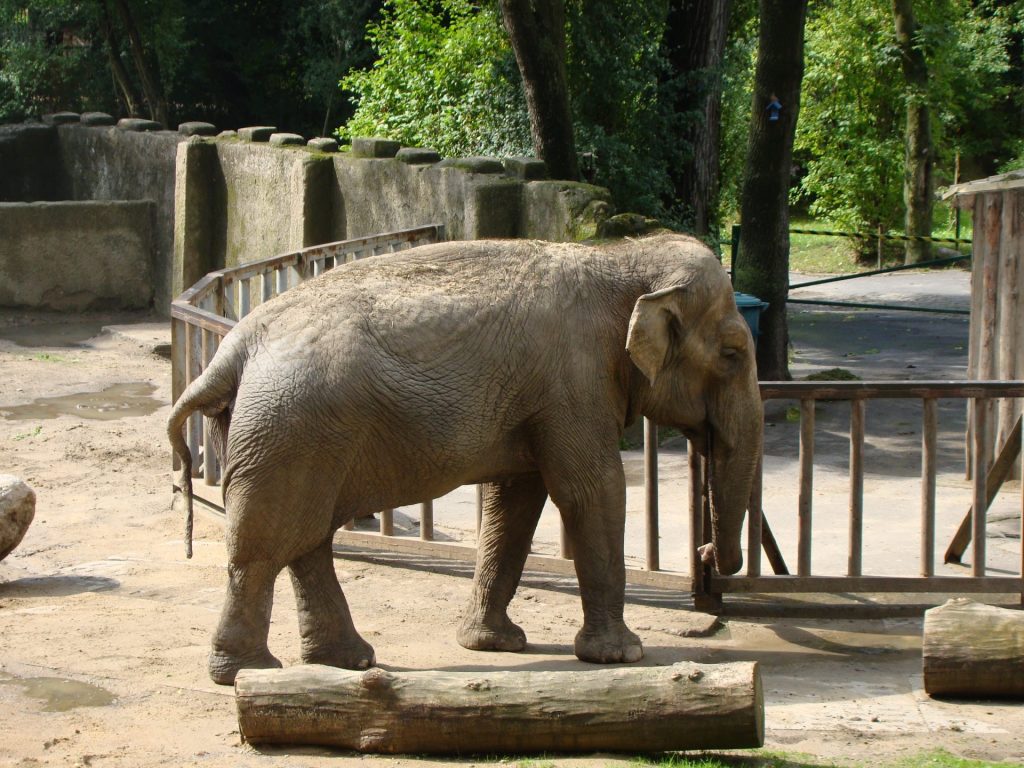 Słoń zoo Łódź 