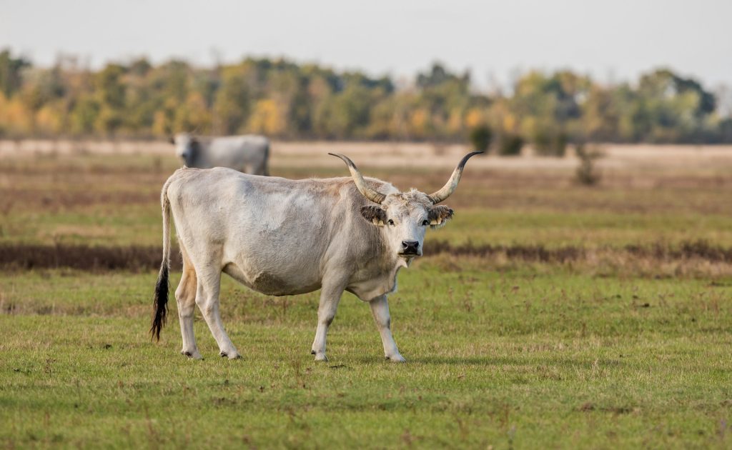 brown cow on green grass field during daytime
