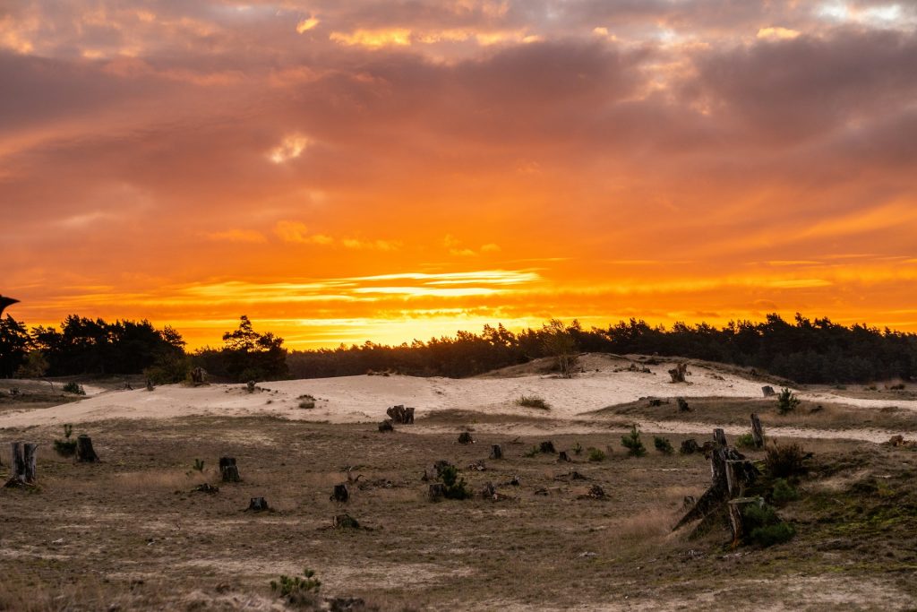 a landscape with trees and a sunset