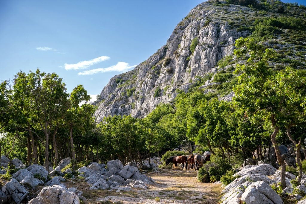 a group of horses standing on a dirt road
