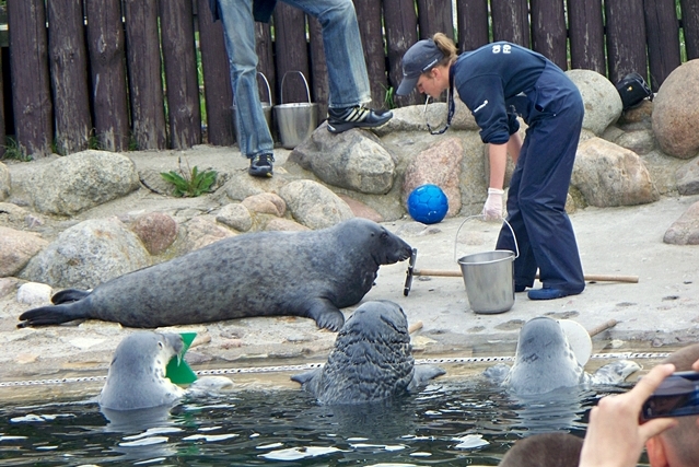 Fokarium na Helu w Polsce