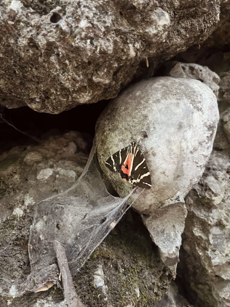 Dolina Motyli, Rodos